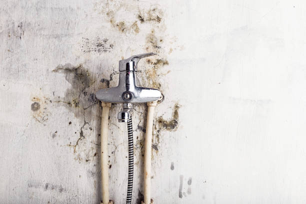 Best Health and Safety Mold Remediation in Woodsboro, TX