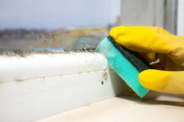 Best Insurance-Related Mold Remediation in Woodsboro, TX