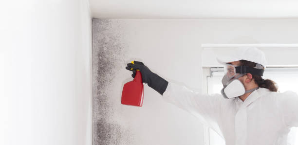 Best White Mold Remediation in Woodsboro, TX