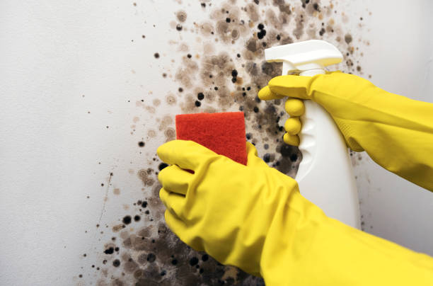 Best Preventive Mold Services in Woodsboro, TX