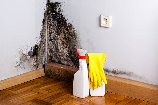 Best Residential Mold Remediation in Woodsboro, TX