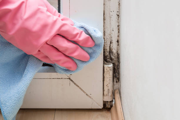 Best Emergency Mold Remediation in Woodsboro, TX