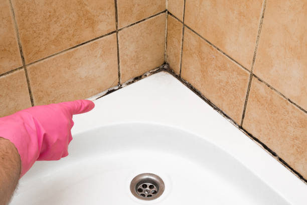 Best Mold Testing and Inspection Services in Woodsboro, TX