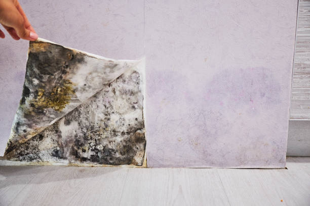 Reliable Woodsboro, TX Mold Remediation Solutions